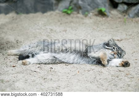 Pallas's Cat (otocolobus Manul). Manul Is Living In The Grasslands And Montane Steppes Of Central As