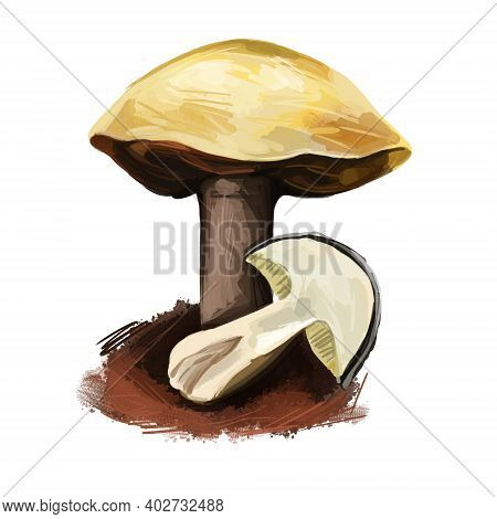 Suillus Pungens, Pungent Slippery Jack Or The Pungent Suillus. Edible Mushroom Closeup Digital Art I