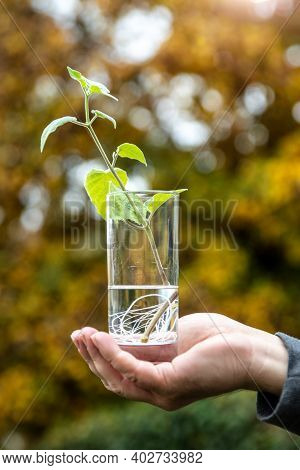 Man Holding Offshoot Or Cutting From A Physalis Plant In A Glass With Water