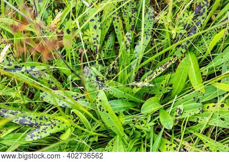 Black Spot Desease On Leaves In County Donegal - Ireland