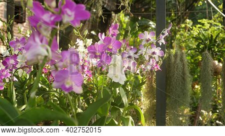 Beautiful Lilac Purple And Magenta Orchids Growing On Blurred Background Of Green Park. Close Up Mac