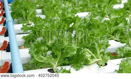 Rows Of Fresh Juicy Plants Growing On Modern Ecological Hydroponic Farm, Garden Beds. Concept Of Hea