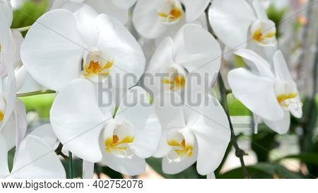 Delicate White Elegant Orchid Flowers With Yellow Centers In Sunlight. Close Up Macro Of Tropical Pe