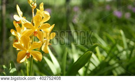 Blurred Macro Close Up, Colorful Tropical Orchid Flower In Spring Garden, Tender Petals Among Sunny 