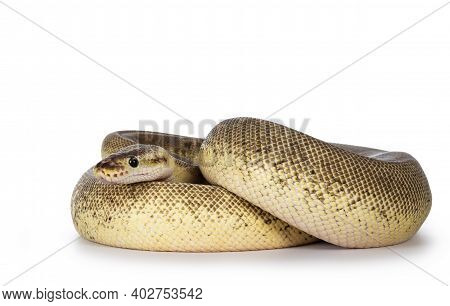 Adult Pinstripe Cinnamon Pastel Fire Ballpython Aka Python Regius Snake. Full Body Curled Up Shot On