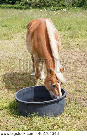 Haflinger Pony Drinking In A Trough In A Field In Brittany