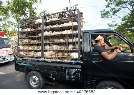 バリ島 - 1 月 29 日。鶏輸送によってピックアップ 2012 年 1 月 29 日にインドネシア ・ バリ島で。ほぼ 85 ％