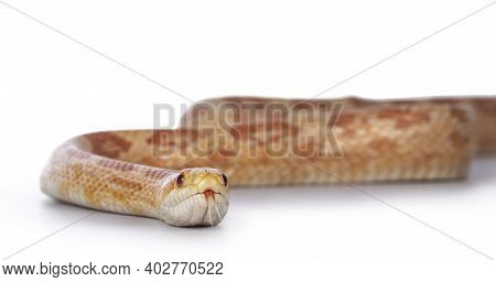 Adult Amel Cornsnake Aka Elaphe Guttataor Pantherophis Guttatus Snake. Detail Head Shot On White Bac