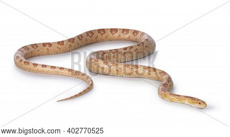Adult Amel Cornsnake Aka Elaphe Guttataor Pantherophis Guttatus Snake. Full Body Shot On White Backg