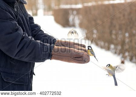Titmouses Eat Seeds From Human Hands, Care For Wild Birds In Winter, Feed Birds In Cold Weather