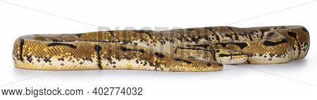 Adult Bumblebee / Pastel Spider Ballpython Aka Python Regius Snake. Isolated On White Background.