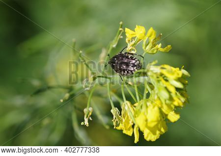 An Extreme Close View Of An Oxythyrea Funesta Bug