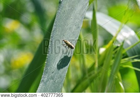 Close View Of A Yellow Bug With Its Shadow Standing On A Leaf