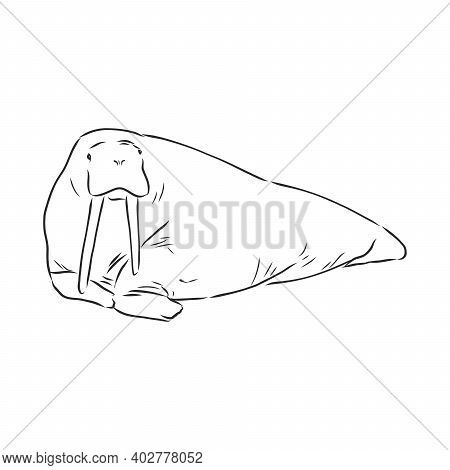 Sketch Of A Walrus. Hand Drawn Illustration Converted To Vector. Walrus Vector Sketch Illustration