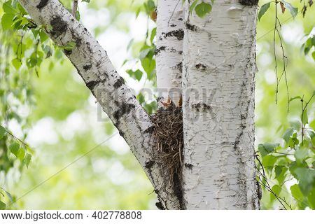 Song Thrush Nestlings In The Nest On A Tree Among The Branches.