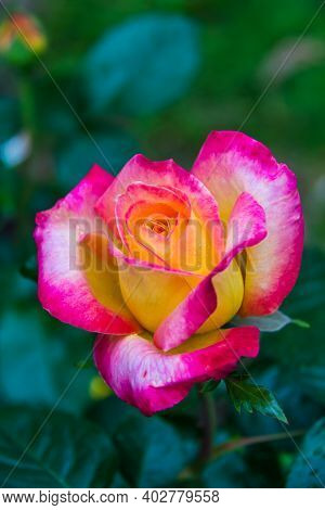 Close-up Of Garden Rose Pullman Orient Express