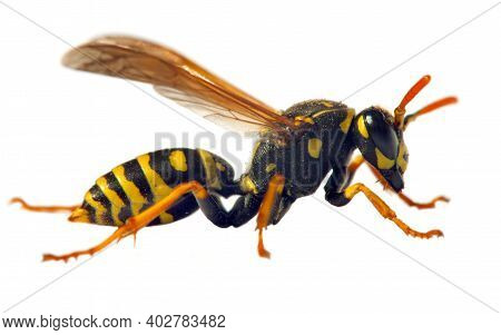 European Wasp German Wasp Or German Yellowjacket Isolateed On White Background In Latin Vespula Germ