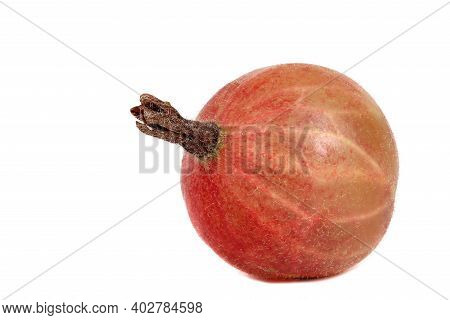 Pink Gooseberry Isolated On White. Detailed Retouch