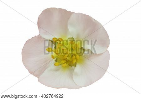 Strawberry Flower Isolated On White.  Very Detailed