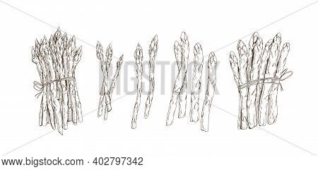 Set Of Asparagus Stems And Bound Bunches Isolated On White Background. Collection Of Black And White