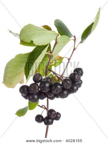 Ramo di Ashberries nero