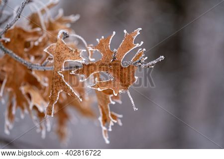 Oak Leaf Covered In Rime Ice - Selective Focs, Shallow Depth Of Field In Minnesota
