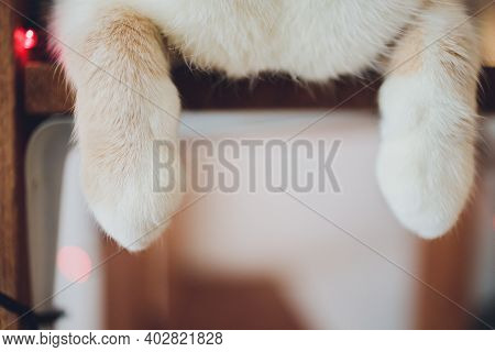 Detail Shot Of Soft Cat Paws While Sitting On Table.