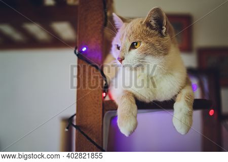 Cat Dangling Fluffy Tail Is Lying On A Chair And Resting At Home.