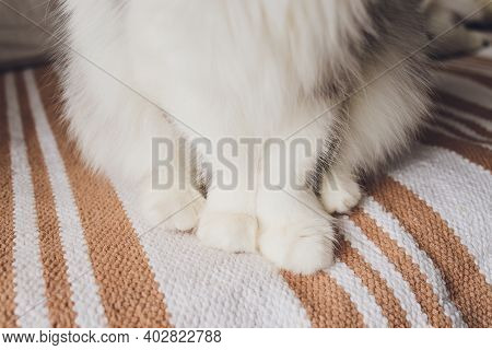 Detail Shot Of Soft Cat Paws While Sitting On Table.