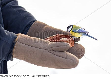 Titmouses Eat Seeds From Human Hands, Care For Wild Birds In Winter, Feed Birds In Cold Weather