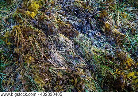 Dead Grass With Fallen Leaves Frostbitten In An Early Autumn Morning. View From Above.