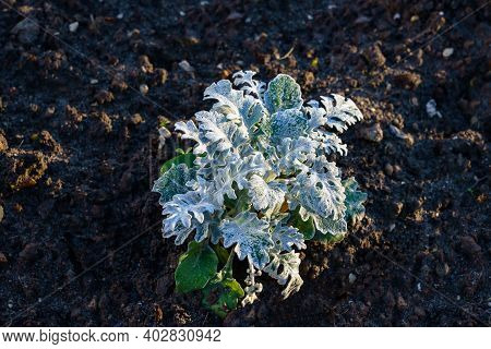 Cold Weather. A Lonely Green Plant Covered With Frost. Top View. Close Up.