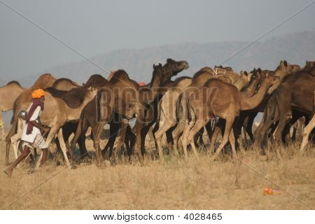 Kameltreiber bei der Arbeit in der Pushkar fair