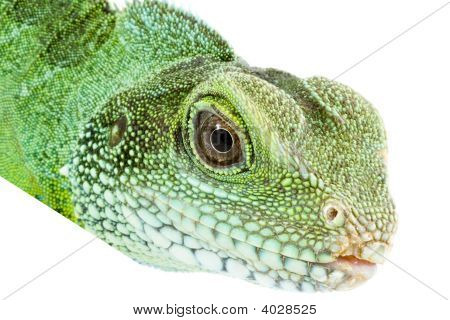 Physignathus Cocincinus