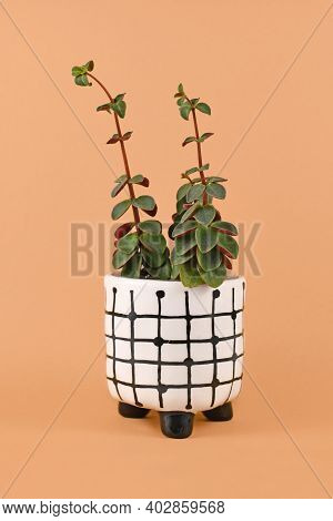 Houseplant With Botanic Name Peperomia Verticillata Red Log Showing Signs Of Etiolation With Long St