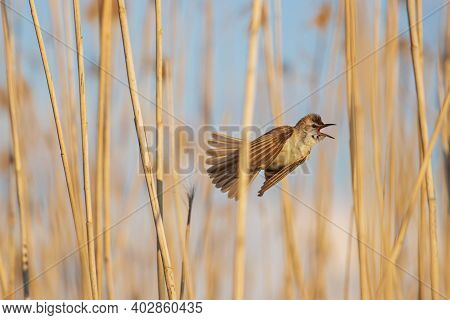 Reed Warbler Sings In Flight Among The Reeds
