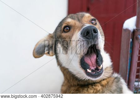 Excited White Black And Orange Coloured Mongrel Dog. Selective Focus.
