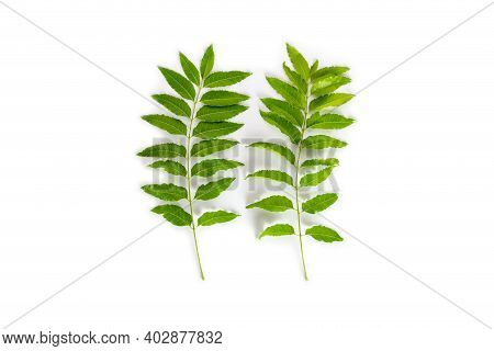Green Neem Leaves On White Background, Herbal Concept