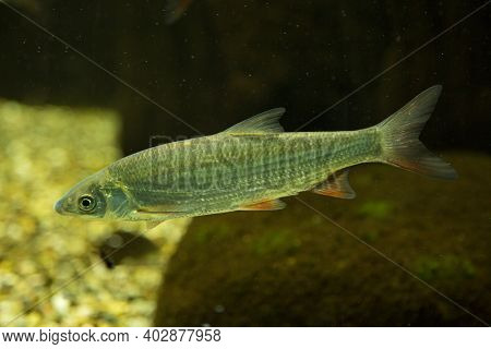 The Asp (aspius Aspius) Swims In The Aquarium.