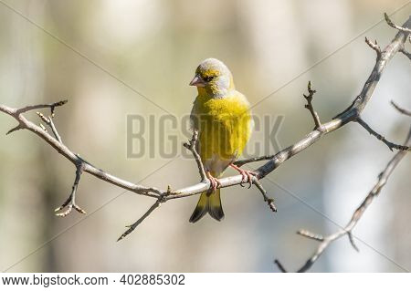 Green And Yellow Songbird, European Greenfinch Sitting On A Branch In Spring. The European Greenfinc