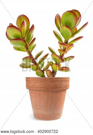 Crassula Portulacea Plant In Vase Isolated On White Background