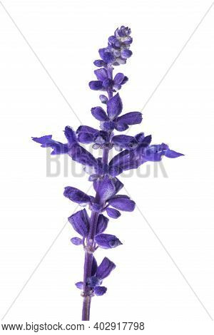 Mealycup Sage Flower Isolated On White Background
