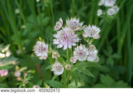 Beautiful And Delicate Astrantia Major Flowers Close Up. Common Name Great Masterwort.