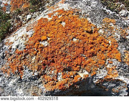 Red Moss On A Boulder, Textured Boulder Surface, Nature Background