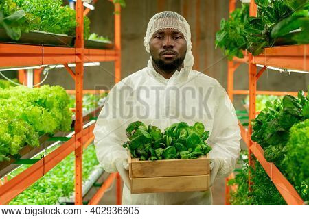 Young serious male agroengineer of African ethnicity holding wooden box with green spinach seedlings while standing in aisle between shelves