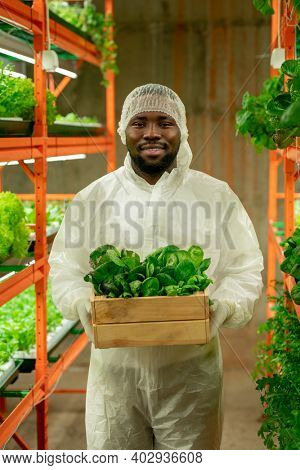 Young cheerful agroengineer of African ethnicity holding wooden box with green spinach seedlings while standing in aisle inside vertical farm