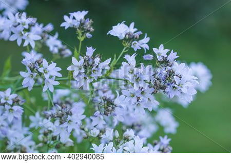 Campanula