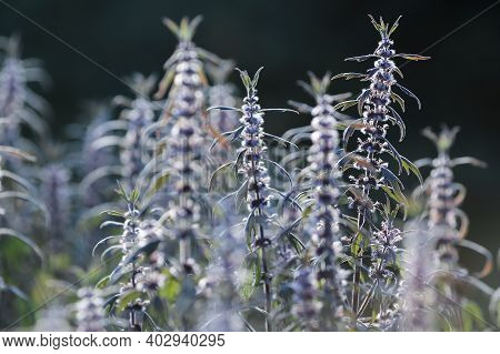 Verbena Officinalis
