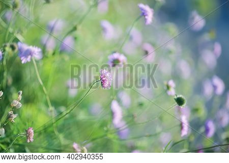 Summer Background