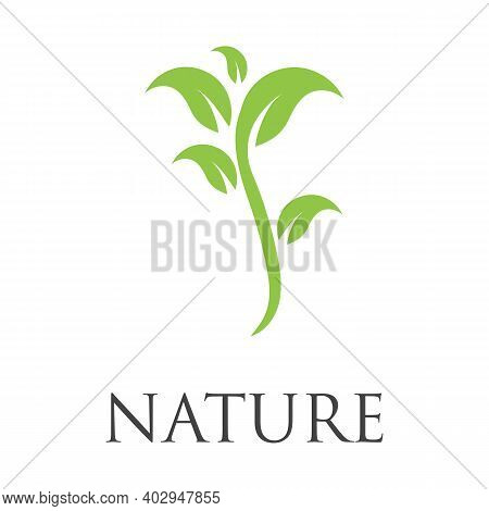 Leaf